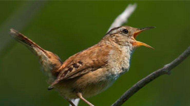 В пении птиц обнаружили сходство с классической музыкой
