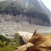 Французские ученые увидели полет орла от первого лица