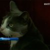 В Молдове кота сделали тюремным наркокурьером