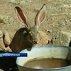 Власти Шотландии истребят чрезмерно размножившихся кроликов
