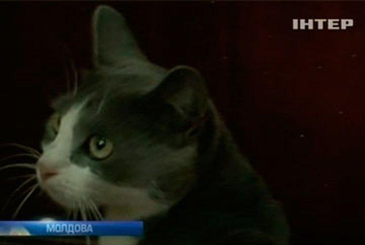 В Молдове кота сделали тюремным наркокурьером