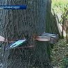 В Хмельницком срезали дерево, грозившее обрушиться на жилой дом