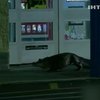 На улицах Флориды свободно разгуливал аллигатор