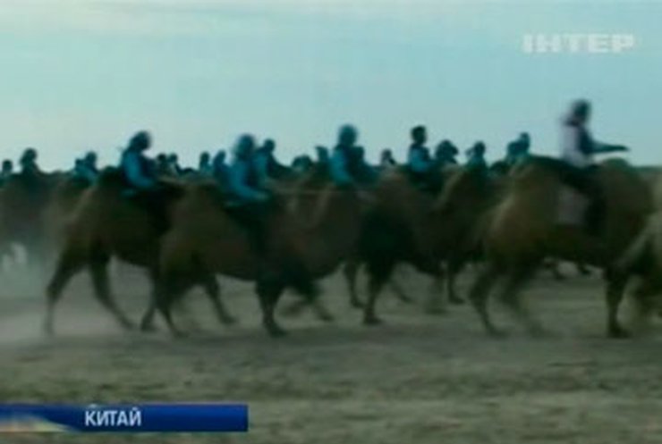 В Китае прошли самые массовые в мире гонки на верблюдах