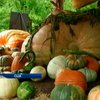 В Нью-Йорке презентовали гигантскую тыкву