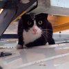 Британский кот проехался на крыше автомобиля со скоростью 112 километров в час