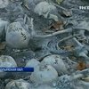 На Волыни обнаружили массовое захоронение времен войны