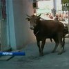 В Румынии сбежавший бык погонял по дороге и повалил регулировщика