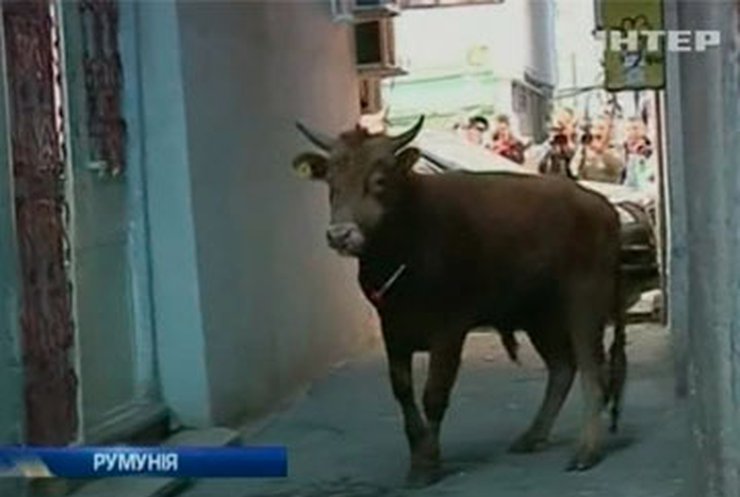 В Румынии сбежавший бык погонял по дороге и повалил регулировщика