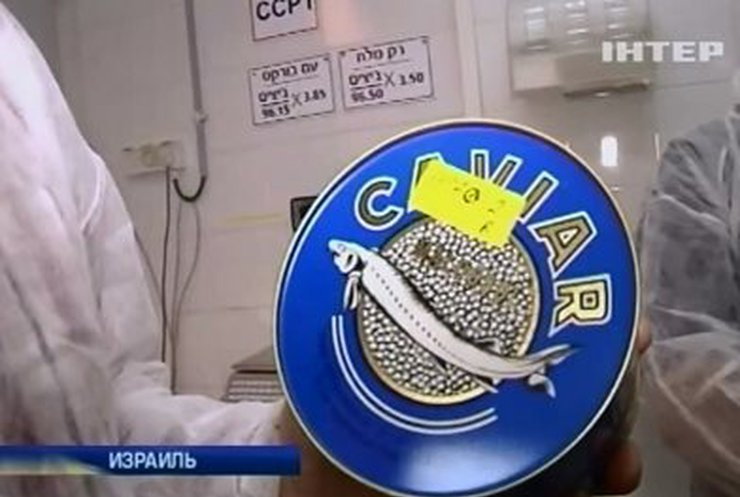 Израиль вышел в лидеры по экспорту черной икры