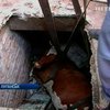 В Луганске спасли корову, провалившуюся в подвал