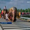 В Шри-Ланке новый хайвей открыло стадо слонов