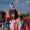 В Шри-Ланке стадо слонов прошлось по новому хайвею
