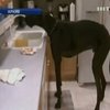 В США скончался самый высокий пес в мире
