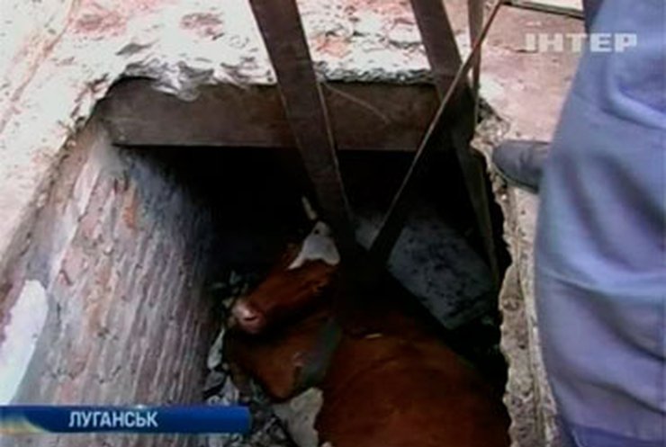 В Луганске спасли корову, провалившуюся в подвал