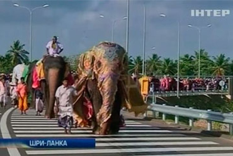 В Шри-Ланке новый хайвей открыло стадо слонов
