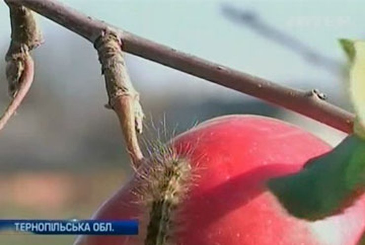 На Тернопольщине гусеницы атаковали фруктовые сады