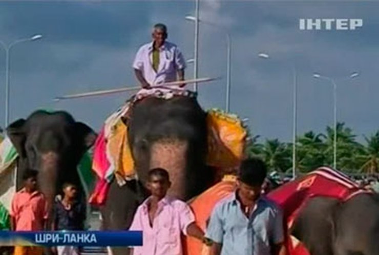 В Шри-Ланке стадо слонов прошлось по новому хайвею