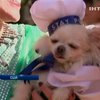 В Нью-Йорке прошел фестиваль собак