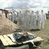 Ветеринары боятся, что дикие кабаны могут занести африканскую чуму из России