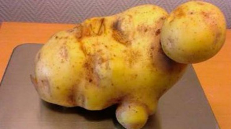 Крупнейшую картофелину Швеции сравнили с Кейт Уинслет