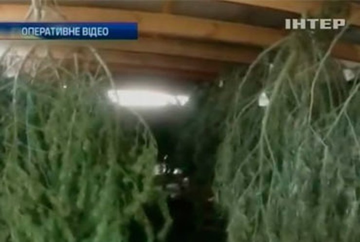 В Крыму наркоторговец вырастил коноплю размером с елку