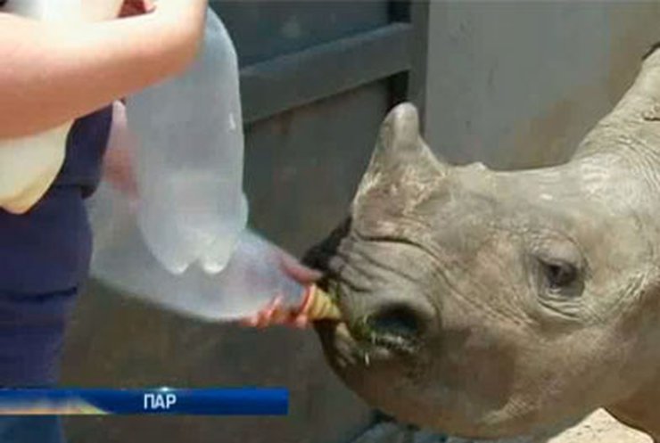 В ЮАР работает единственный в мире приют для детенышей носорога