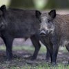 В аэропорту Варшавы дикие кабаны заблокировали взлетную полосу