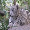 В зоопарке Нью-Йорка показали детеныша снежного леопарда