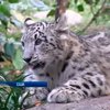 Зоопарк Манхэттена показал детенышей снежного барса