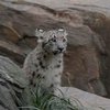 Американский зоопарк показал малышей снежного барса