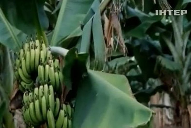 Английская семья чуть не погибла от ядовитых пауков в бананах