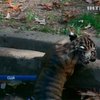 Тигрята из зоопарка Вашингтона совершили свой первый заплыв