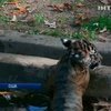 В зоопарке Вашингтона тигрят проверили на умение плавать
