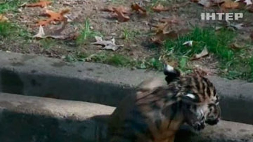 Тигрята из зоопарка Вашингтона совершили свой первый заплыв
