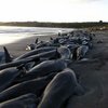 Сотни дельфинов выбросились на побережье США из-за кори
