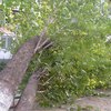 В Полтавской области упавшие деревья придавили двух рабочих