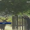 Американец тайно держал у себя дома семерых оленей