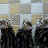 Котята делают утреннюю зарядку