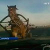 На белорусской дороге лошадь столкнулась с автомобилем