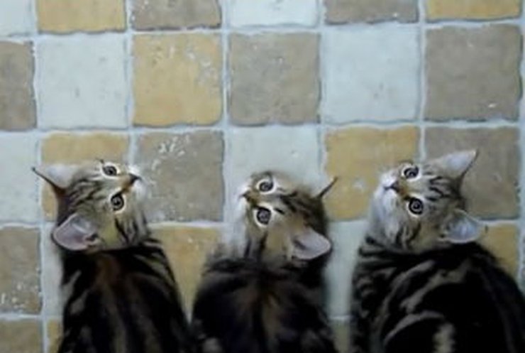Котята делают утреннюю зарядку