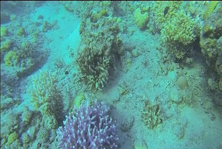 В Средиземном море спасают оставшиеся кораллы