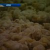 Причиной массовой гибели цыплят на Тернопольщине стал грибок
