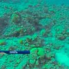 Израильские экологи требуют защитить коралловый риф на курорте Эйлат