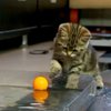 Маленькие котята играют в водное поло