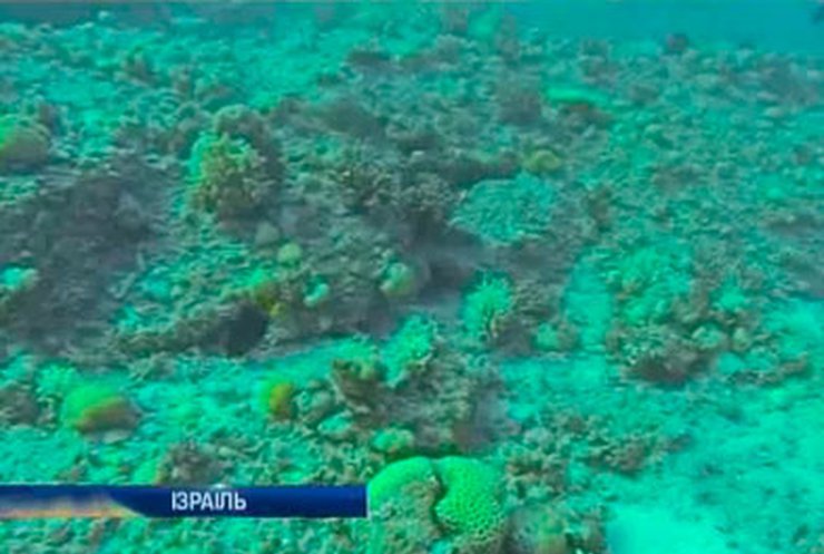 Израильские экологи требуют защитить коралловый риф на курорте Эйлат