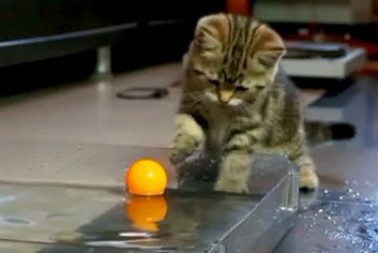 Маленькие котята играют в водное поло