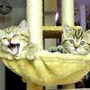 Котята следят за игрой Марии Шараповой