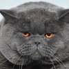 Российские МЧСники проломили стену, спасая толстого кота