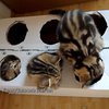 Котята играются с коробкой